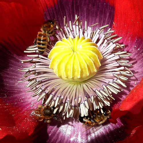 SSSL - Kaardebol Jeugdtuin 4